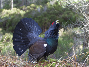 Картинка животные глухари +тетерева птичка