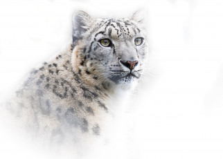 Картинка животные снежный+барс+ ирбис хищник