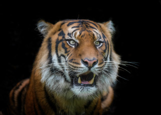 Картинка животные тигры хищник