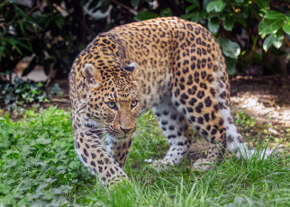 Картинка животные Ягуары хищник