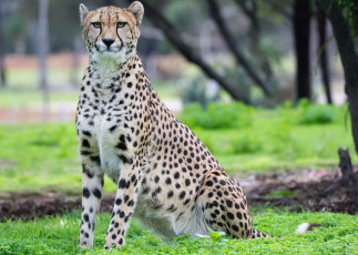 Картинка животные гепарды хищник