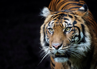 Картинка животные тигры хищник