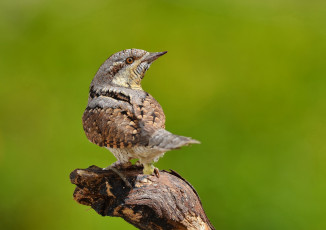 Картинка животные птицы птичка