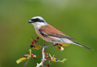 Картинка животные птицы птичка