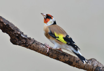 Картинка животные щеглы +чижи птичка