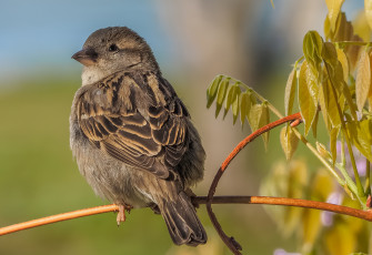 Картинка животные воробьи птичка