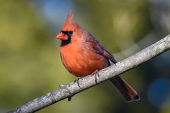 Картинка животные кардиналы птичка