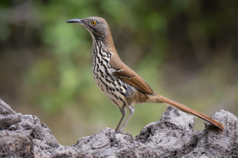 Картинка животные птицы птичка