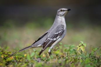 Картинка животные птицы птичка