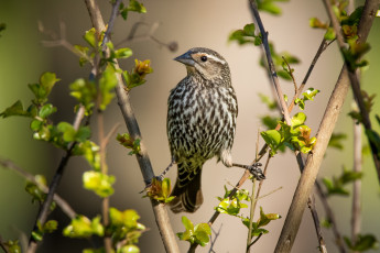 Картинка животные птицы птичка