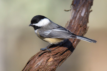 Картинка животные синицы +лазоревки птичка