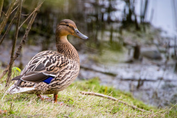 Картинка животные утки птичка
