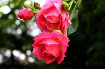 Картинка цветы розы розовый бутоны