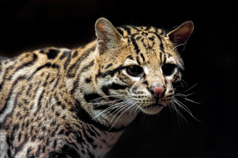 Картинка ocelot животные оцелоты киса
