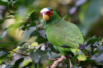 Картинка животные попугаи птичка