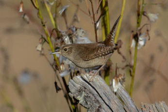 Картинка животные птицы птичка