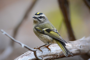 Картинка животные птицы птичка
