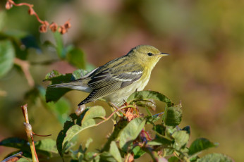 Картинка животные птицы птичка