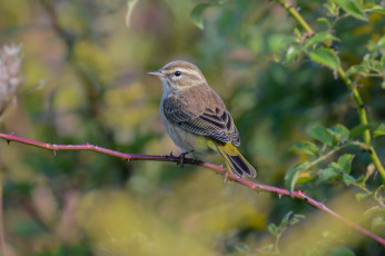 Картинка животные птицы птичка
