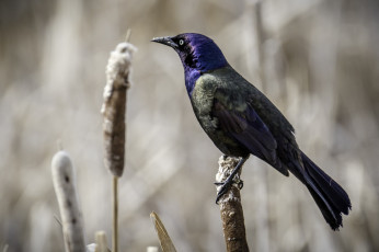 Картинка животные птицы птичка