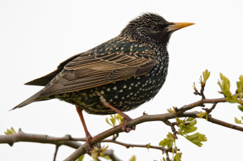 Картинка животные птицы птичка