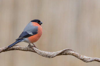 Картинка животные снегири птичка