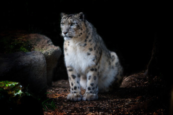 Картинка животные снежный+барс+ ирбис хищник