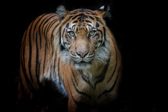 Картинка животные тигры хищник