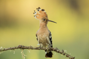 Картинка животные удоды птичка