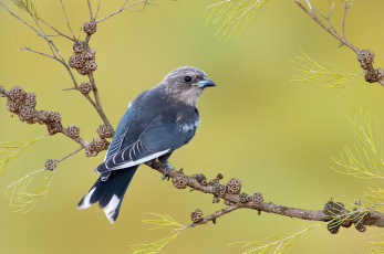 Картинка животные птицы+-+хищники птичка