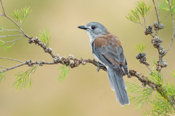 Картинка животные птицы птичка