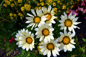 Картинка цветы газания семейка