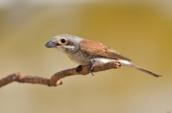 Картинка животные птицы птичка