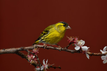 Картинка животные птицы птичка