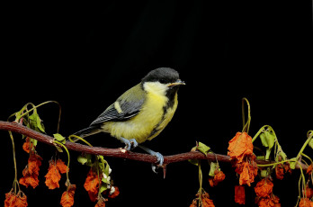 Картинка животные синицы +лазоревки птичка