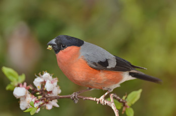 Картинка животные снегири птичка