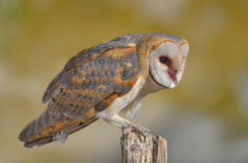 Картинка животные совы птичка