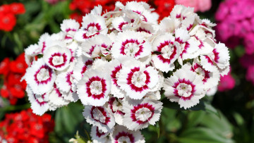 Картинка цветы гвоздики яркие