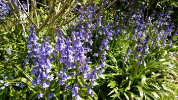 Картинка цветы колокольчики фиолетовый