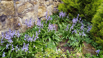 Картинка цветы колокольчики камни клумба