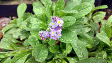 Картинка цветы незабудки капли