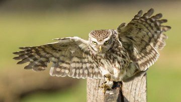 Картинка животные совы птичка