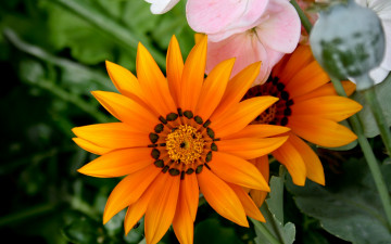 Картинка цветы газания макро