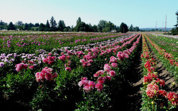 Картинка цветы георгины много