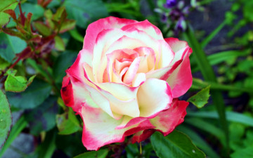 Картинка цветы розы лепестки макро