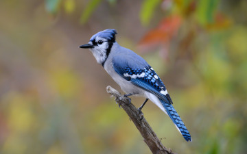 Картинка животные сойки птичка