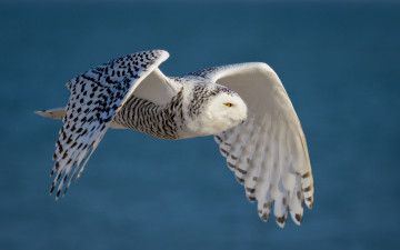 Картинка животные совы птичка