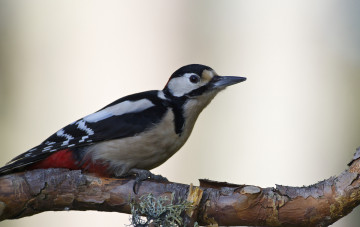 Картинка животные дятлы птичка