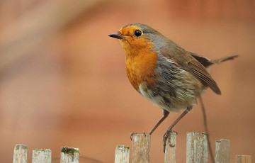 Картинка животные птицы птичка