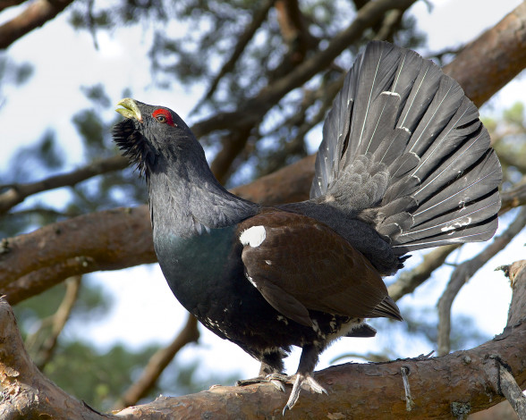 Обои картинки фото животные, глухари,  тетерева, птичка